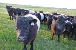 A herd of "beltie" cows in a green field stare down the photographer